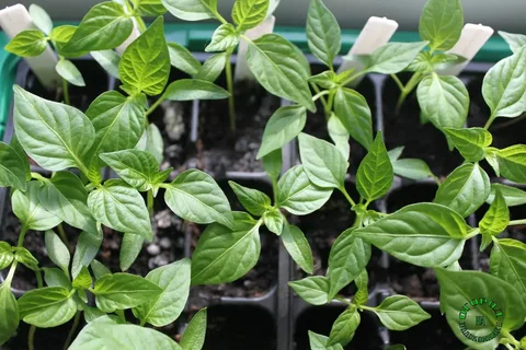 تصویر 1 از نشا فلفل دلمه‌ ای مقاوم به تنش گرمایی